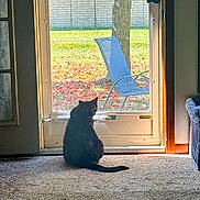 Julian joined the competition — help win amazing prizes! cat, black_cat, pet, animal, sitting, indoors, door, window, sunlight, autumn, leaves, grass, tree, lawn, chair, carpet, home, backyard, silhouette, cozy