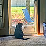 cat, black_cat, pet, animal, sitting, indoors, door, window, sunlight, autumn, leaves, grass, tree, lawn, chair, carpet, home, backyard, silhouette, cozy