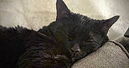 Julian joined the competition — help win amazing prizes! cats, black_cats, sleeping, fluffy, furry, pets, couch, sofa, cozy, indoors, resting, curled_up, close_up, whiskers, ears, dark_fur, relaxed, nap, companion_animals, home