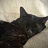 cats, black_cats, sleeping, fluffy, furry, pets, couch, sofa, cozy, indoors, resting, curled_up, close_up, whiskers, ears, dark_fur, relaxed, nap, companion_animals, home