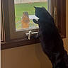 cat, squirrel, animal, window, indoors, outdoors, black_cat, wildlife, backyard, glass, wooden_frame, standing, sitting, paw, face, fur, nature, encounter, funny, photography