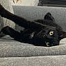 black_cat, cat, pet, feline, animal, yellow_eyes, green_eyes, whiskers, fur, lying_down, upside_down, stretching, paw, couch, sofa, indoor, home, gray_fabric, portrait, funny_pose