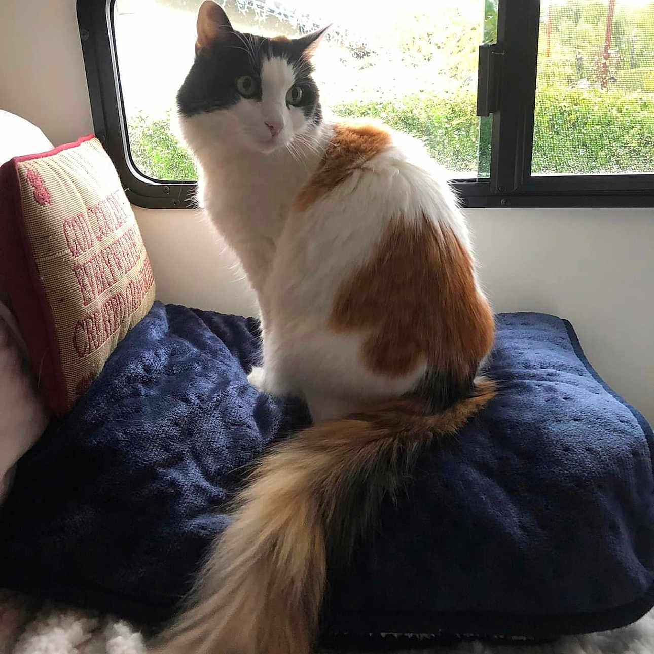 Callie joined the competition — help win amazing prizes! angora, animal, blanket, canine, cat, couch, cushion, dog, dogbed, furniture, homedecor, kitten, person, pet, pillow, sleeping