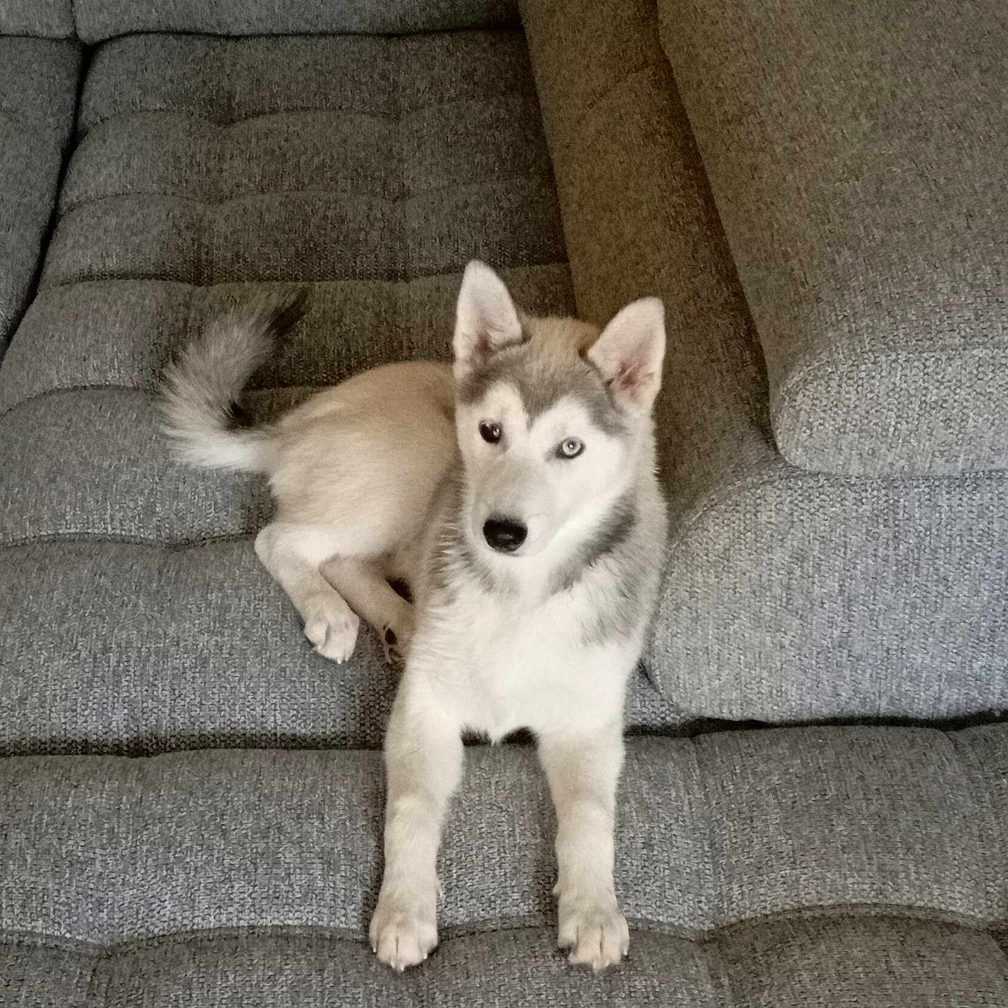 Ice participe au concours pour gagner de l'argent avec cette photo : dog, puppy, husky, couch, gray, fur, pet, indoor, animal, relaxed, looking, heterochromia, ears, tail, cute, home, sitting, young, canine, friendly