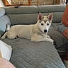 Ice participe au concours pour gagner de l'argent avec cette photo : dog, puppy, husky, couch, gray_quilt, indoor, stone_wall, wooden_stairs, pet, animal, fur, heterochromia, relaxing, domestic, companion, cozy, living_room, human_arm, human_leg, curious