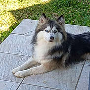Elvis participe au concours pour gagner de l'argent avec cette photo : dog, husky, blue_eyes, outdoor, patio, tile_floor, greenery, grass, sunlight, fur, canine, pet, relaxed, animal, nature, daylight, paw, ears, snout, companion