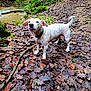 animal, autumn_leaves, canine, curious, daylight, dog, ears, forest, ground, leaf_litter, moss, nature, outdoor, pet, rocks, spotted_dog, stream, tail, wet_leaves, white_dog