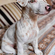 Minca participe au concours pour gagner de l'argent avec cette photo : puppy, dog, white, brown_spots, sitting, blanket, patterned_blanket, indoor, pet, cute, fur, animal, young_dog, portrait, ears, nose, eyes, whiskers, alert, domestic_animal