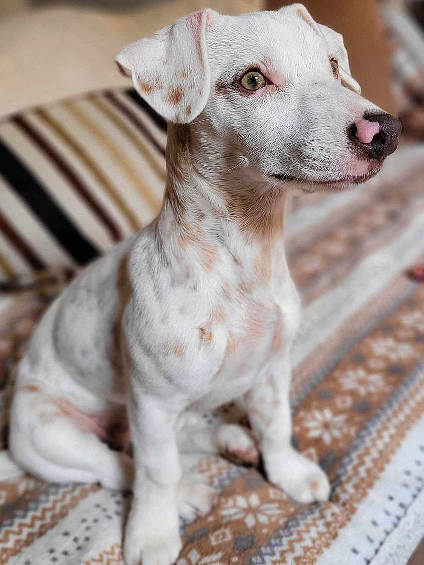 Minca participe au concours pour gagner de l'argent avec cette photo : puppy, dog, white, brown_spots, sitting, blanket, patterned_blanket, indoor, pet, cute, fur, animal, young_dog, portrait, ears, nose, eyes, whiskers, alert, domestic_animal