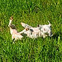animal, collar, daylight, dog, ears, field, grass, greenery, happy, nature, outdoor, paws, pet, playful, relaxed, rolling, summer, sunlight, sunny, white_dog