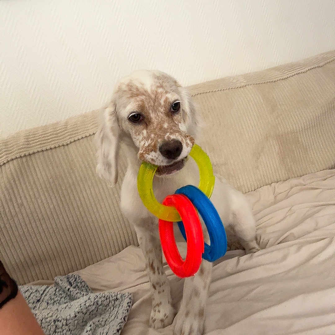 Aïko participe au concours pour gagner de l'argent avec cette photo : animal, beige, blanket, comfort, couch, cute, decor, dog, fur, home, indoor, mouth, painting, pet, playful, puppy, resting, rings, spot, toy