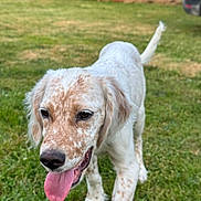 Aïko a rejoint le concours — aidez-le/la à gagner de superbes lots ! dog, grass, outdoor, pet, animal, tongue_out, speckled, white, brown, playful, canine, walking, nature, summer, greenery, ears, nose, fur, closeup, daylight