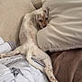 Aïko participe au concours pour gagner de l'argent avec cette photo : dog, couch, pillow, blanket, indoor, resting, beige, brown, pet, fur, long_legs, relaxed, sleepy, cozy, home, furniture, cute, animal, spot, comfort