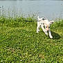 Aïko a rejoint le concours — aidez-le/la à gagner de superbes lots ! dog, puppy, grass, leash, lake, water, trees, outdoor, nature, greenery, sky, clouds, building, church, pet, animal, playful, sunlight, summer, field