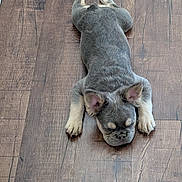 Ray Lll joined the competition — help win amazing prizes! puppy, dog, french_bulldog, lying_down, wooden_floor, indoor, pet, cute, sleepy, animal, young, small_dog, fur, ears, paws, resting, canine, adorable, domestic_animal, relaxed