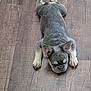 puppy, dog, french_bulldog, lying_down, wooden_floor, indoor, pet, cute, sleepy, animal, young, small_dog, fur, ears, paws, resting, canine, adorable, domestic_animal, relaxed