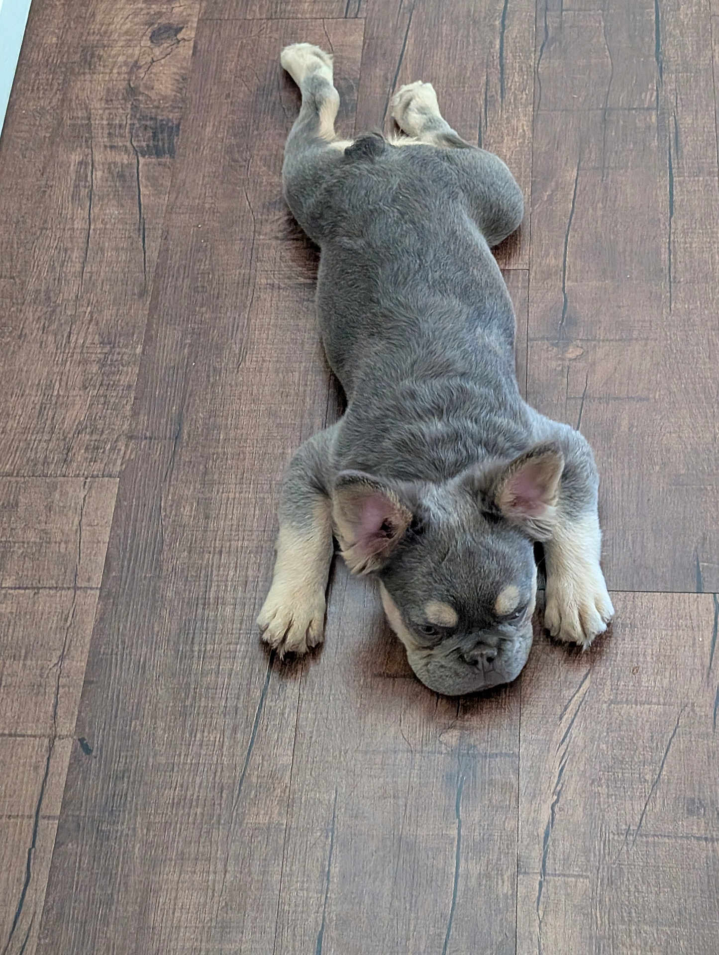 Ray Lll joined the competition — help win amazing prizes! puppy, dog, french_bulldog, lying_down, wooden_floor, indoor, pet, cute, sleepy, animal, young, small_dog, fur, ears, paws, resting, canine, adorable, domestic_animal, relaxed