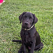 Apple participe au concours pour gagner de l'argent avec cette photo : puppy, dog, black_dog, grass, outdoor, pet, animal, collar, sitting, cute, canine, young_dog, nature, greenery, tree, fur, portrait, looking, daylight, grass_field