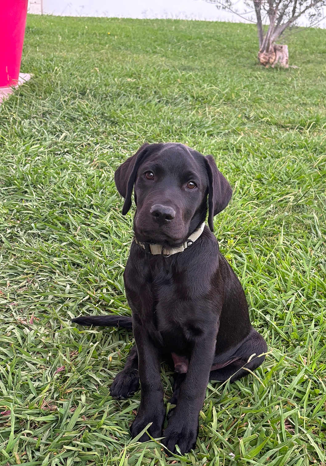 Apple participe au concours pour gagner de l'argent avec cette photo : puppy, dog, black_dog, grass, outdoor, pet, animal, collar, sitting, cute, canine, young_dog, nature, greenery, tree, fur, portrait, looking, daylight, grass_field