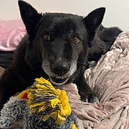 Indica joined the competition — help win amazing prizes! dog, black_dog, toy, rope_toy, blanket, indoor, pet, animal, fur, ears, face, mouth, teeth, bed, cozy, comfort, relaxed, playful, cute, expression