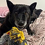 dog, black_dog, toy, rope_toy, blanket, indoor, pet, animal, fur, ears, face, mouth, teeth, bed, cozy, comfort, relaxed, playful, cute, expression