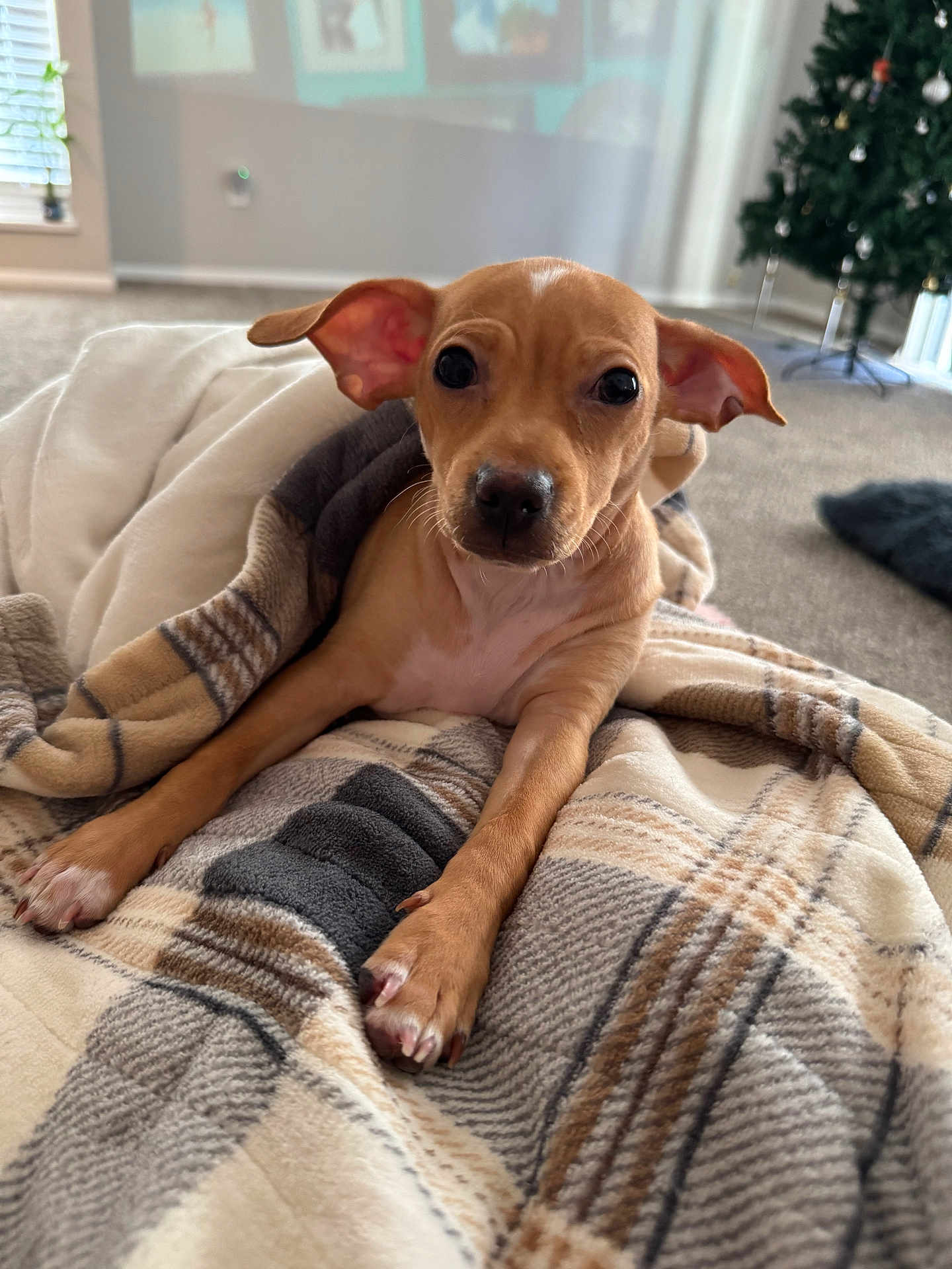 Linden joined the competition — help win amazing prizes! puppy, dog, blanket, plaid, indoor, cozy, cute, pet, living_room, carpet, ears, face, curious, young, animal, christmas_tree, holiday, home, soft_light, looking_at_camera