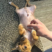 Linden is registered to the contest to win money with this photo: dog, puppy, carpet, floor, hand, belly_rub, pet, cute, small_dog, ears, paws, brown_dog, indoor, playful, animal, fur, looking_up, human_hand, relaxed, floor_mat