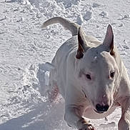 Mambo participe au concours pour gagner de l'argent avec cette photo : active, animal, canine, cold, daylight, dog, ears, energetic, fun, fur, mammal, motion, nature, outdoor, pet, playful, running, snow, white_dog, winter