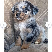 Atlas participe au concours pour gagner de l'argent avec cette photo : adorable, animal, beige, blanket, cute, dog, ears, eyes, face, fluffy, fur, indoor, nose, paw, pet, portrait, puppy, sitting, small, young
