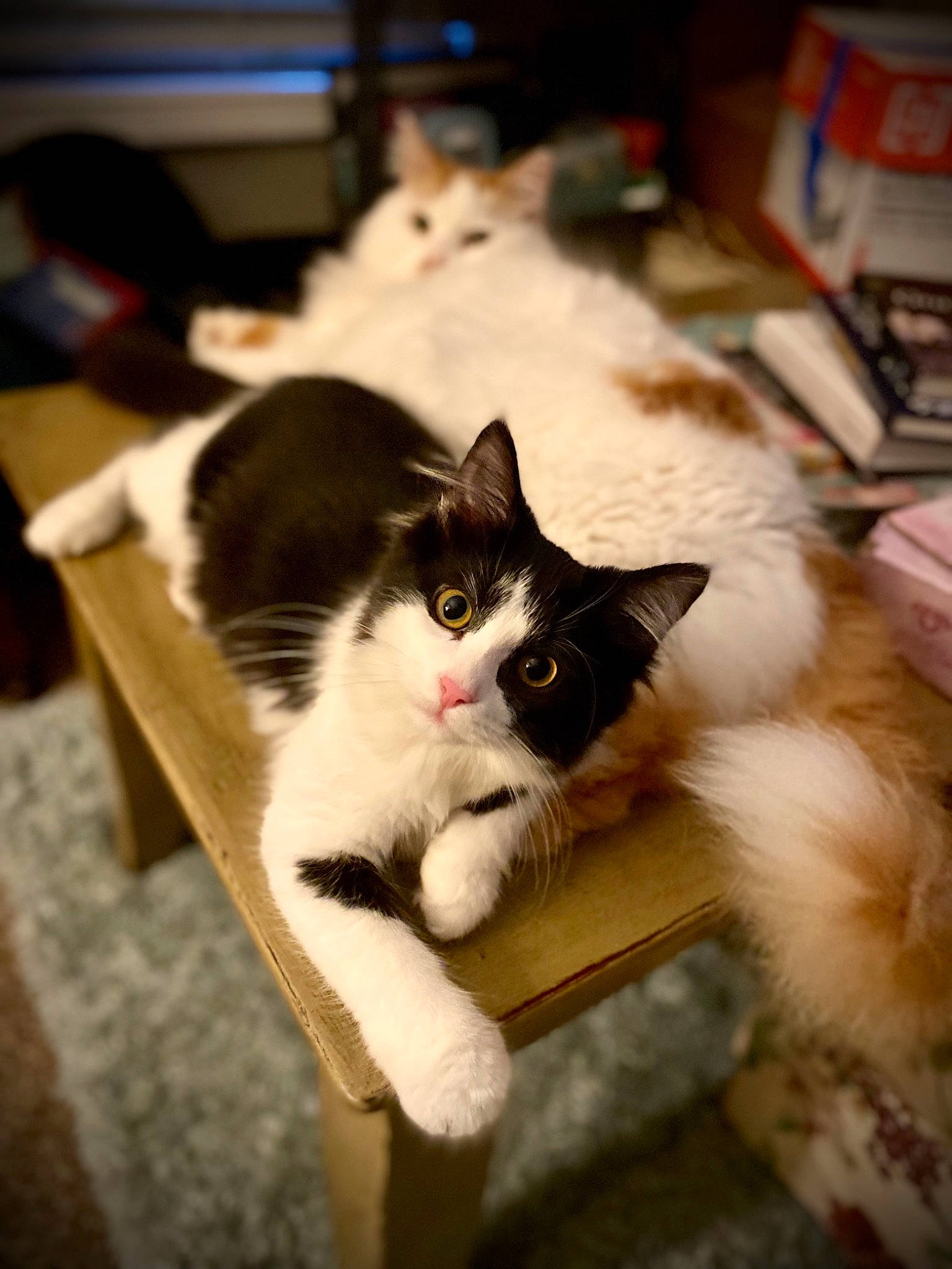 Wylder is registered to the contest to win money with this photo: box, cardboard, carnivore, cat, claw, comfort, domestic_short_haired_cat, felidae, floor, flooring, fur, hardwood, mammal, paw, sitting, small_to_medium_sized_cats, snout, tail, whiskers, wood