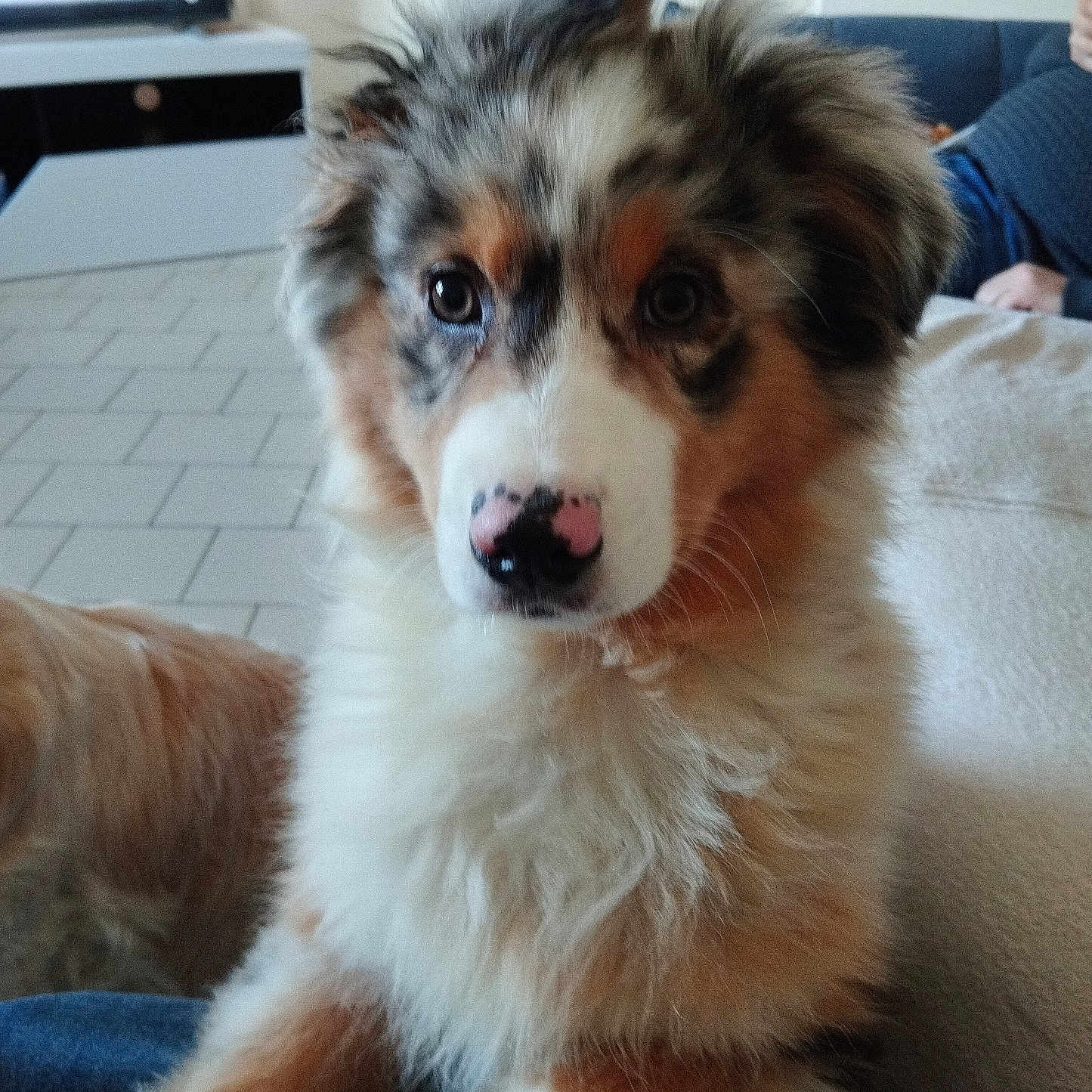 Vaya a rejoint le concours — aidez-le/la à gagner de superbes lots ! animal, architecture, building, canine, collie, couch, cushion, dog, eskimodog, furniture, head, homedecor, husky, indoors, interiordesign, livingroom, person, pet, puppy, room