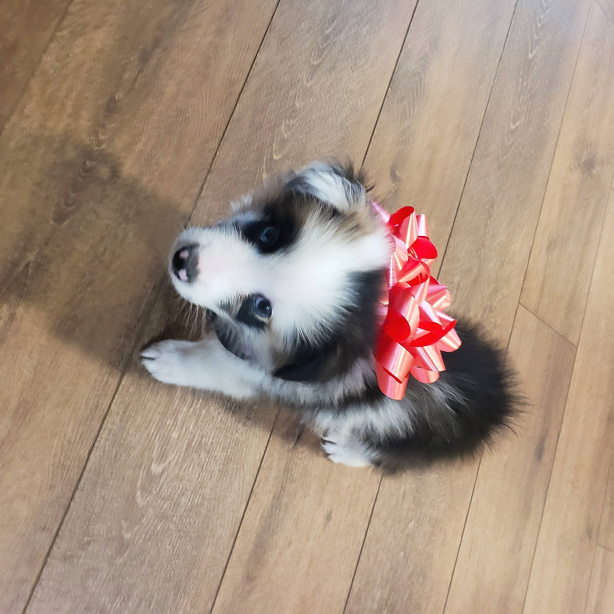 Gloria joined the competition — help win amazing prizes! carnivore, companion_dog, dog, dog_breed, dog_supply, felidae, flooring, fur, german_spitz, german_spitz_klein, hardwood, paw, plank, spitz, tail, toy_dog, volpino_italiano, whiskers, wood, wood_stain