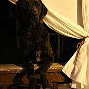 Maggie is registered to the contest to win money with this photo: animal, calm, curtains, dark, dog, ears, fur, leisure, looking, night, outdoor, pet, portrait, quiet, shadow, snout, tied_curtains, window, wooden_floor, wooden_railing