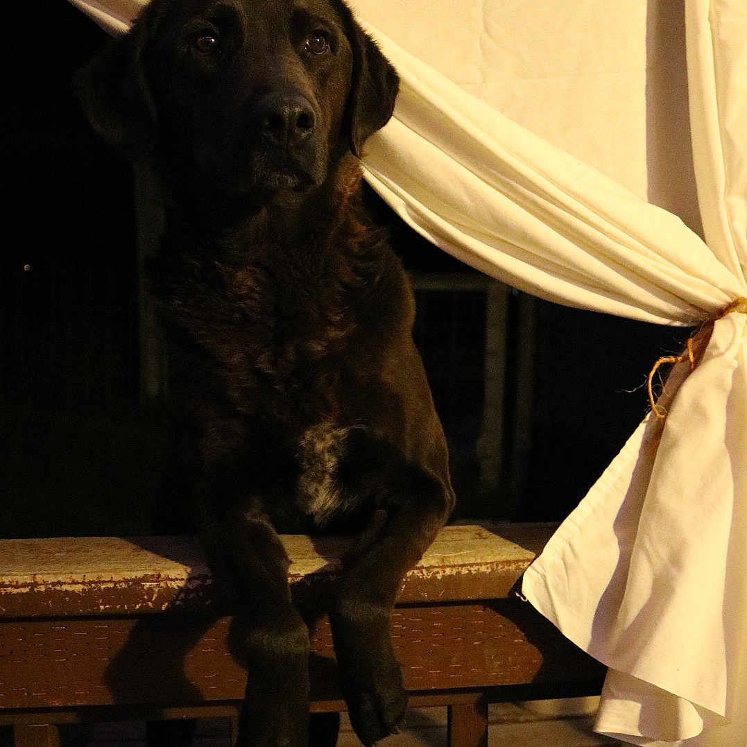 Maggie