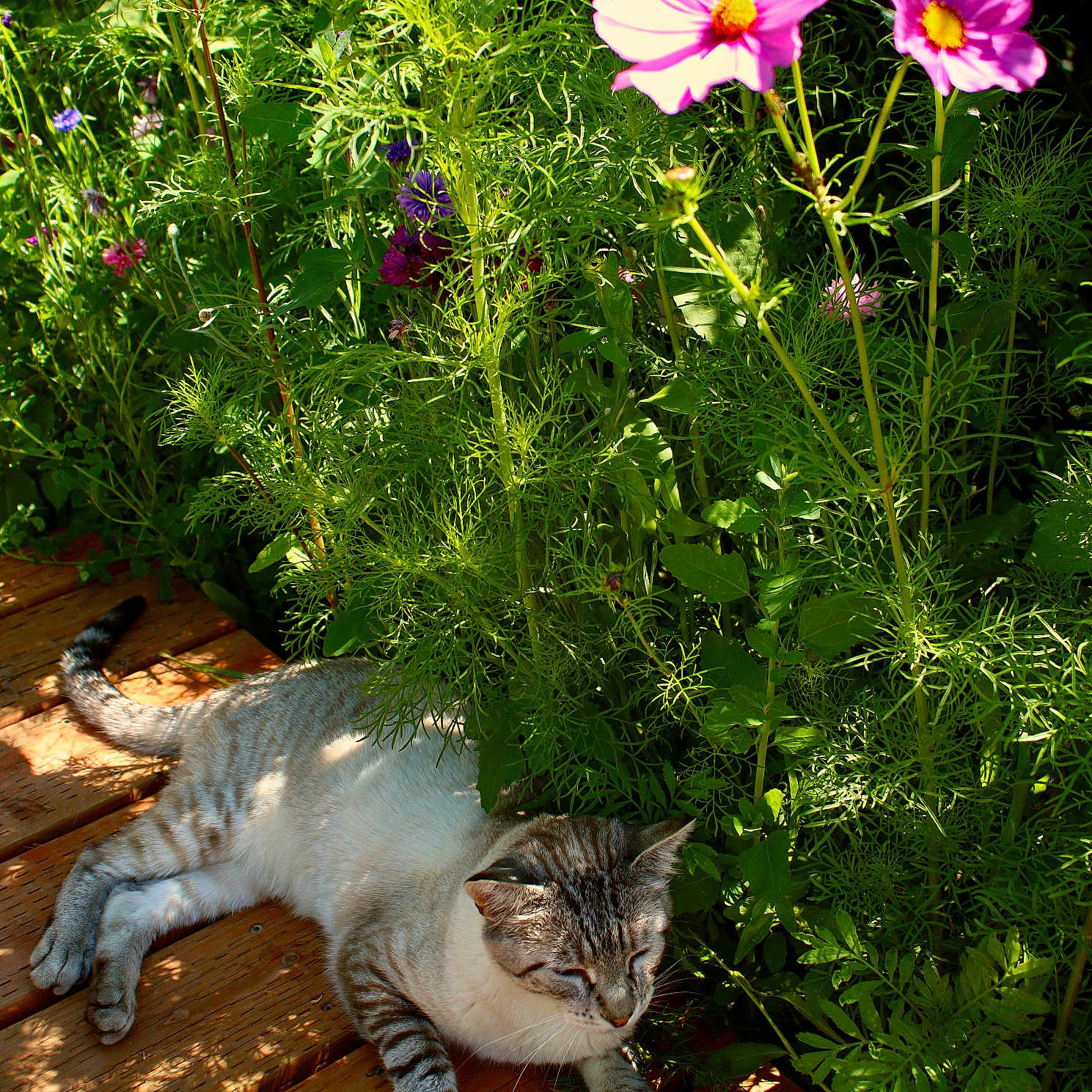 Samy is registered to the contest to win money with this photo: animal, cat, feline, flora, flower, garden, greenery, leaf, nature, outdoor, pet, pink_flower, plant, relaxed, resting, shadow, stem, summer, sunlight, wooden_deck