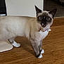 Yuki is registered to the contest to win money with this photo: cat, siamese, pet, animal, indoor, wooden_floor, collar, bell, curious, blue_eyes, fur, whiskers, paws, ears, mouth_open, domestic, feline, standing, looking, house