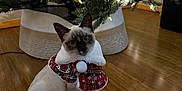 Yuki is registered to the contest to win money with this photo: cat, siamese_cat, christmas_tree, holiday, festive, floor, wooden_floor, indoor, pet, animal, decorations, lights, collar, red, white, pom_pom, curious, cute, sitting, tree_skirt