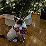 cat, siamese_cat, christmas_tree, holiday, festive, floor, wooden_floor, indoor, pet, animal, decorations, lights, collar, red, white, pom_pom, curious, cute, sitting, tree_skirt