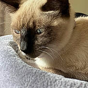 Yuki joined the competition — help win amazing prizes! cat, siamese_cat, close_up, fur, blue_eyes, resting, pet, indoor, soft_texture, whiskers, animal, mammal, cute, domestic_cat, feline, sleeping_spot, cozy, relaxed, portrait, companion