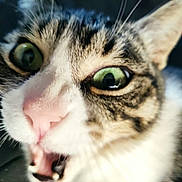 Cassiopée a rejoint le concours — aidez-le/la à gagner de superbes lots ! cat, close_up, green_eyes, whiskers, fur, mouth_open, surprised, animal, pet, face, tabby, nose, indoor, expression, cute, mammal, domestic_cat, alert, pink_nose, wide_eyes