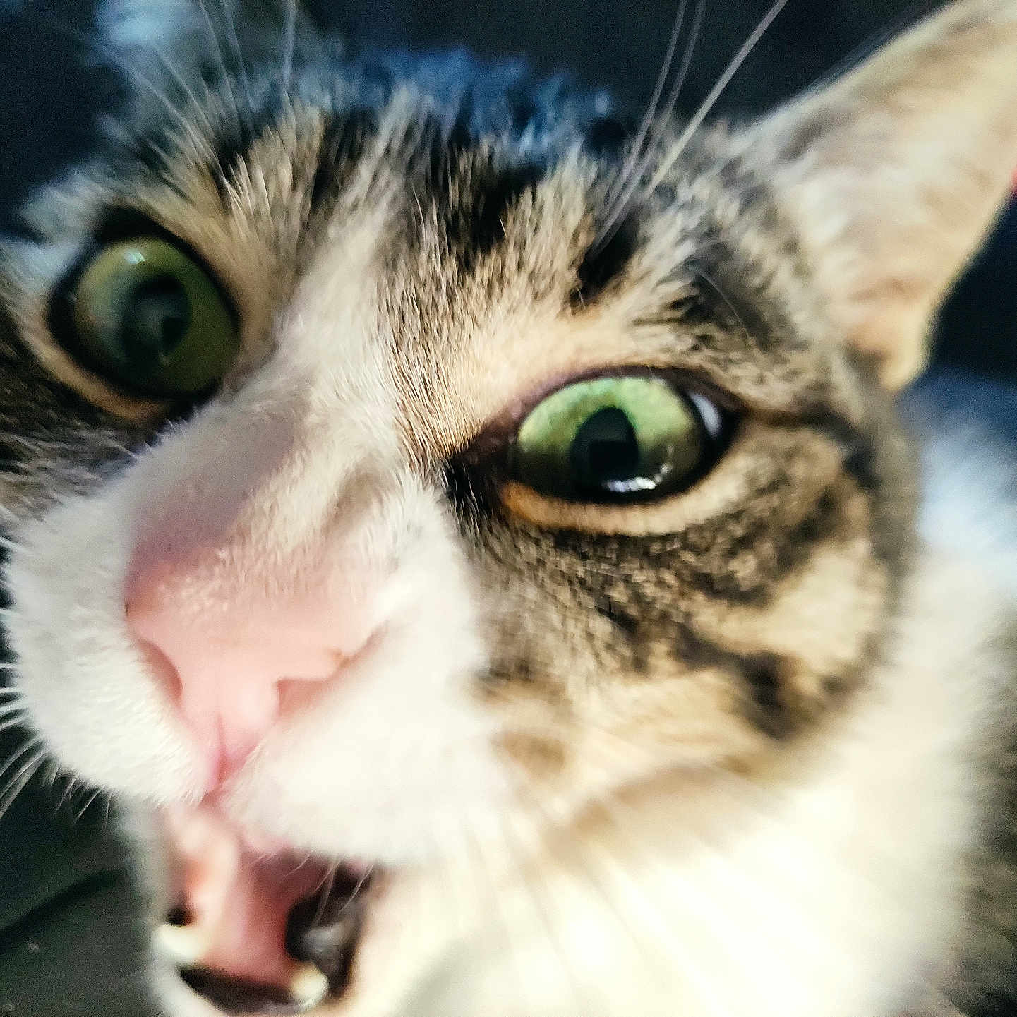 Cassiopée a rejoint le concours — aidez-le/la à gagner de superbes lots ! alert, animal, cat, close_up, cute, domestic_cat, expression, face, fur, green_eyes, indoor, mammal, mouth_open, nose, pet, pink_nose, surprised, tabby, whiskers, wide_eyes