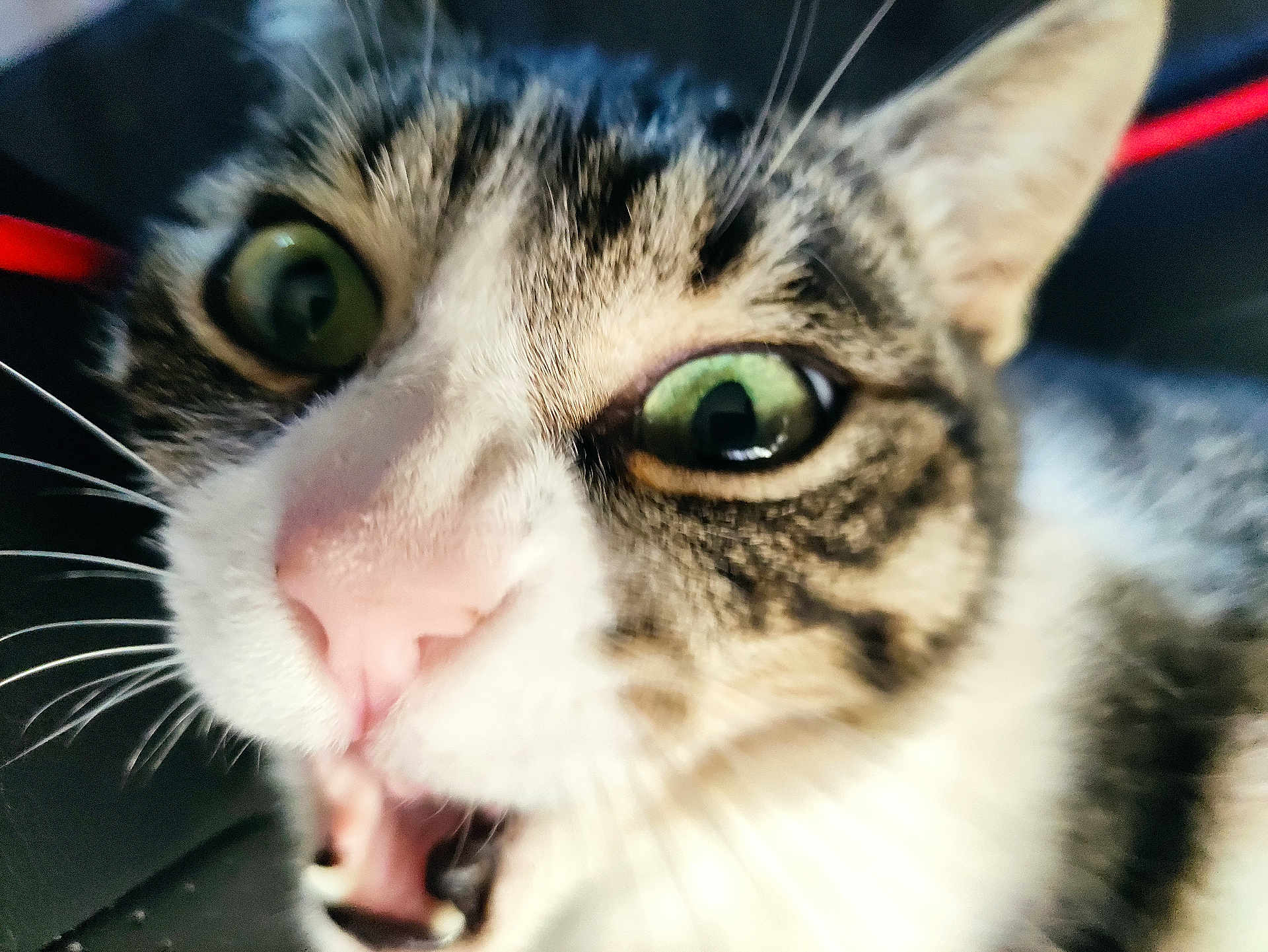 Cassiopée a rejoint le concours — aidez-le/la à gagner de superbes lots ! cat, close_up, green_eyes, whiskers, fur, mouth_open, surprised, animal, pet, face, tabby, nose, indoor, expression, cute, mammal, domestic_cat, alert, pink_nose, wide_eyes