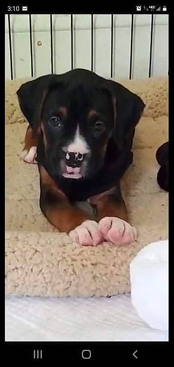 Roxie is registered to the contest to win money with this photo: borador, canidae, carnivore, comfort, companion_dog, dog, dog_breed, dog_collar, dog_supply, fawn, fur, liver, pet_supply, rectangle, sleeve, snout, sporting_group, toy_dog, whiskers, working_animal