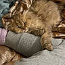 arm, blanket, cat, close_up, comfort, cozy, cute, fluffy, fur, grey_sleeve, indoor, nap, patterned, pet, relaxed, resting, silk_fabric, sleeping, soft, warm