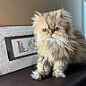 animal, blue_eyes, brown_fur, cat, close_up, cute, domestic_cat, face, feline, fluffy, fur, furniture, indoor, pet, picture_frame, portrait, sitting, table, whiskers, window_light