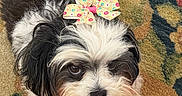 Tulula is registered to the contest to win money with this photo: dog, black_and_white, bow, fluffy, pet, carpet, indoor, cute, animal, fur, small_dog, face, ears, tail, lying_down, decorative_bow, close_up, looking_up, floor, adorable