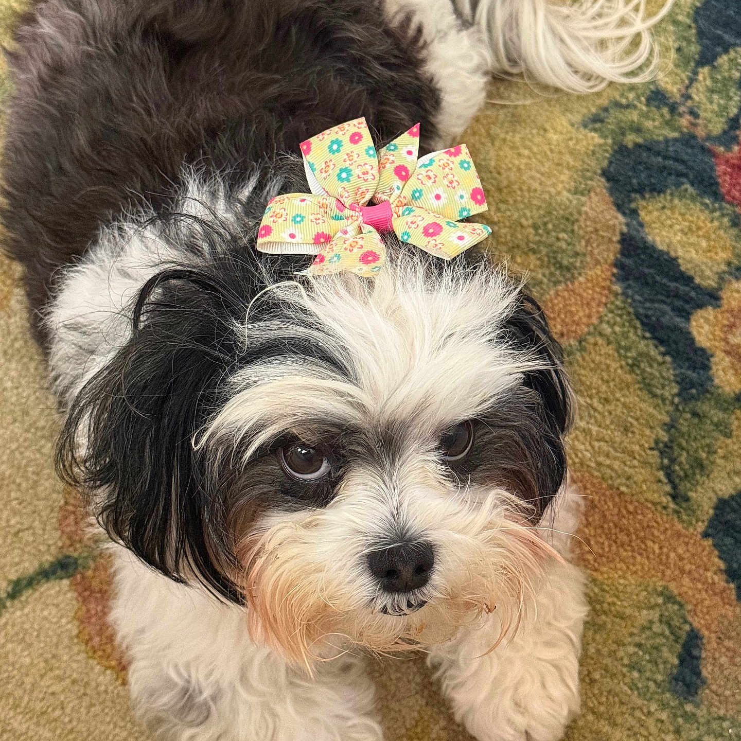 Tulula is registered to the contest to win money with this photo: dog, black_and_white, bow, fluffy, pet, carpet, indoor, cute, animal, fur, small_dog, face, ears, tail, lying_down, decorative_bow, close_up, looking_up, floor, adorable