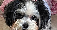 Tulula is registered to the contest to win money with this photo: adorable, animal, black_and_white, bow, companion, couch, cute, dog, dress, fluffy, fur, indoor, looking_at_camera, pet, pink, polka_dot, portrait, resting, small_dog, tiara