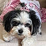 Tulula is registered to the contest to win money with this photo: dog, pet, animal, fluffy, black_and_white, tiara, dress, pink, polka_dot, bow, cute, adorable, couch, indoor, fur, small_dog, portrait, resting, looking_at_camera, companion