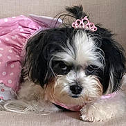 Tulula is registered to the contest to win money with this photo: dog, small_dog, black_and_white, pink_dress, polka_dot, lace, tiara, couch, pet, fur, cute, lying_down, indoor, animal, costume, adorable, resting, face, fluffy, domestic_animal